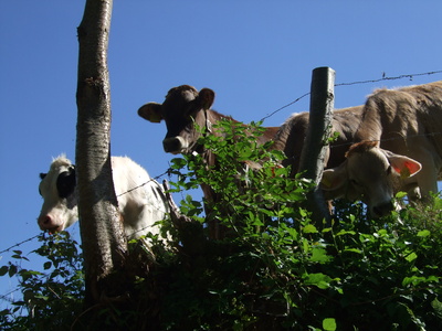 Kühe im schönen Oberallgäu