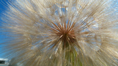 riesen Pusteblume