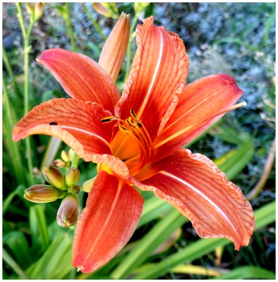 Lilie in Nachbars Garten
