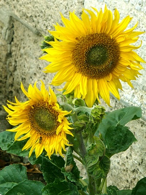 kleine Sonnenblumen