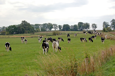 Kühe auf einer Weide am Nonnensee bei Bergen auf Rügen