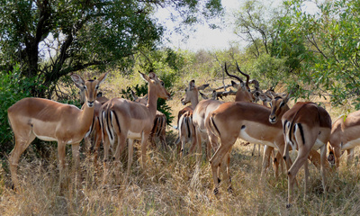 Ansammlung von Impalas