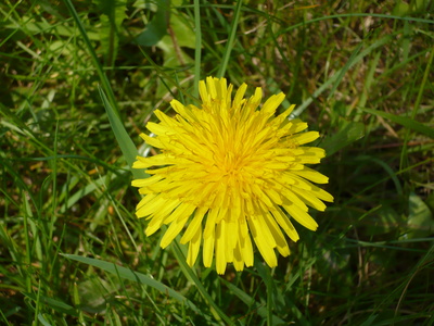 Blätter u. Blumen