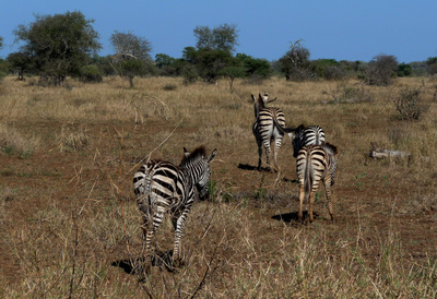 Zebras