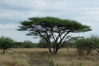 Typischer Baum im Buschland