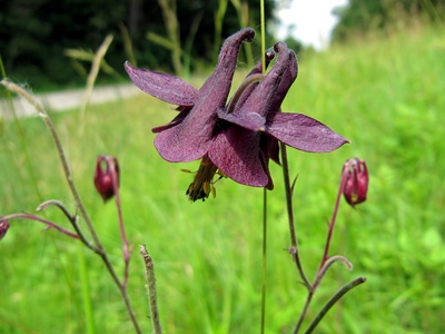 Schwarz-violette Akelei