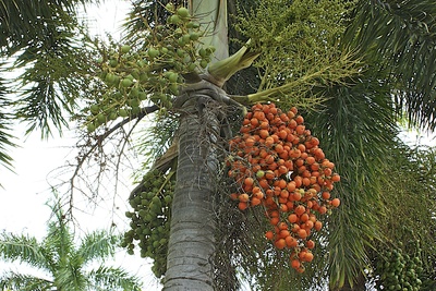 Früchte an der Palme