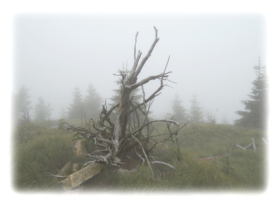 Baumstumpf im Nebel