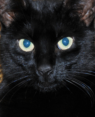 der Blick der schwarzen Katze