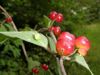 Rote Beeren und grüne Wanze