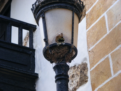 Nest-Laterne