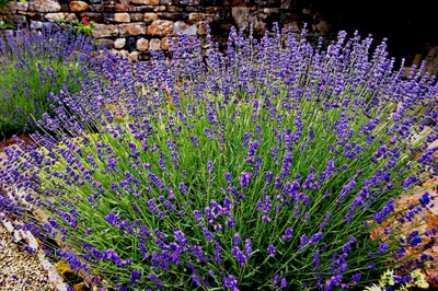 Lavendel im Klostergarten