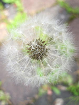 Pusteblume