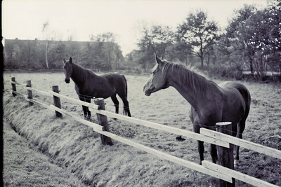 ...Pferde in Ostfriesland...