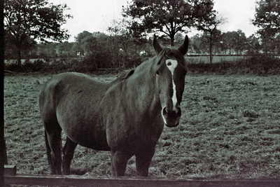 ...Pferd in Ostfriesland...