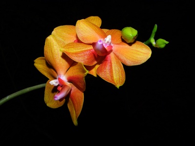 Dendrobium nobile - Orchidee by night