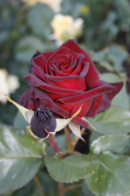 Schwarze Rose #3