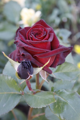 Schwarze Rose #4