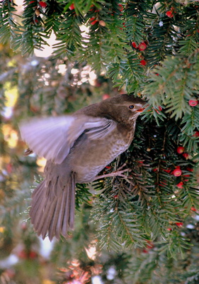 WinterAmsel