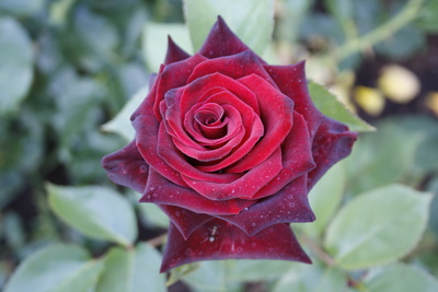 Schwarze Rose #2