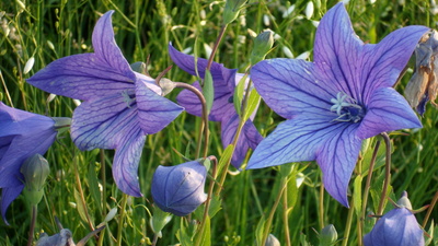 Bunte Wiesenblumen