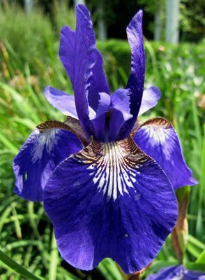 Wieseniris ganz nah