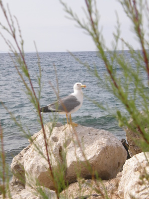 Möwe am Strand