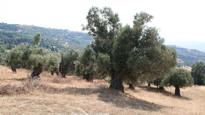 Olivenbäume in Griechenland