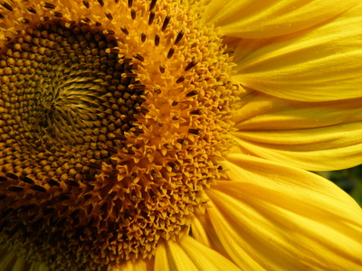 Makro Sonnenblume