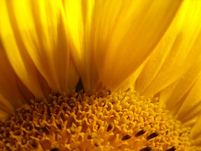 Makro sunflower