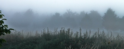 Frühmorgentlicher Nebel