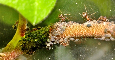 Ameisen melken Blattlaeuse