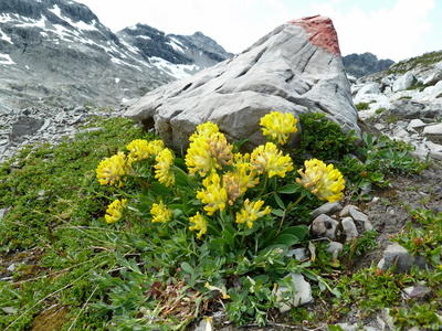 Alpen-Wundklee (Antyllis vulneraria ssp.alpestris)