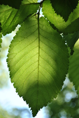 Blatt im Gegenlicht