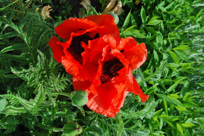 Klatschmohn