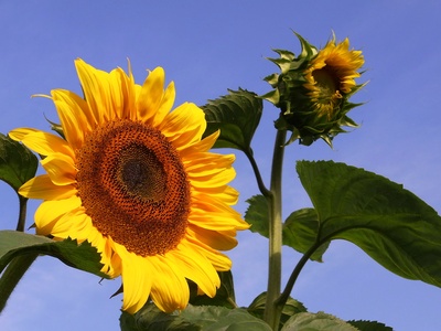 sonnenblume