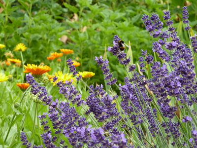 Blühender Lavendel mit Biene