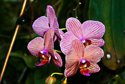 Orchideen  Blüten