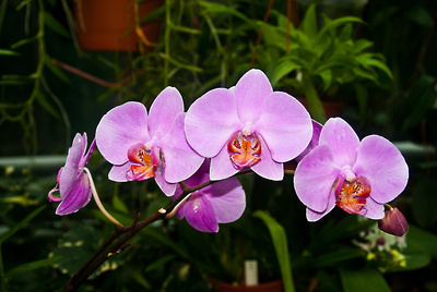 Orchideen Blüten 2