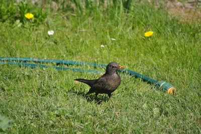 Amsel im Garten