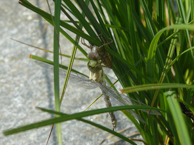 Libelle, startklar