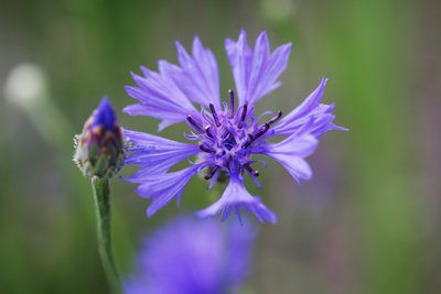 Strahlendes Blütenblau
