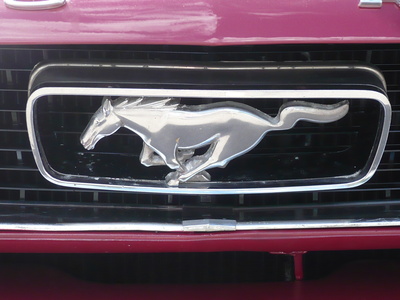 Pferd Mustang