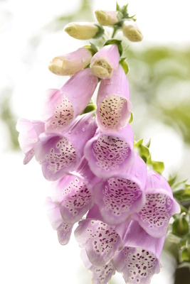 digitalis