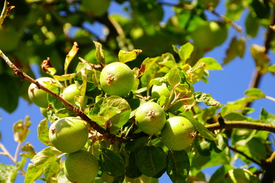 Frühe Äpfel