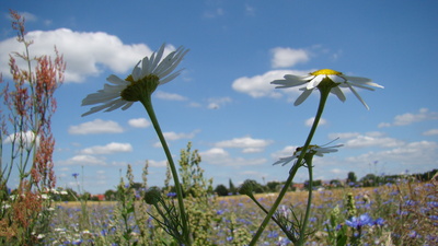 Feldblumen