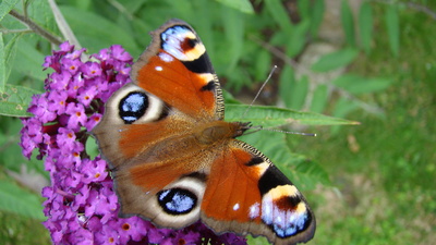 Schmetterling