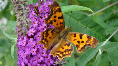 Schmetterling