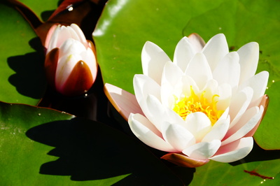 Seerose im Sommerlicht