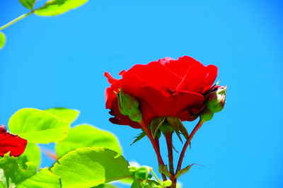 Rote Rose mit blauem Himmel